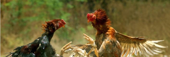ĐÁ GÀ TRỰC TIẾP VIN  eaglecardiff