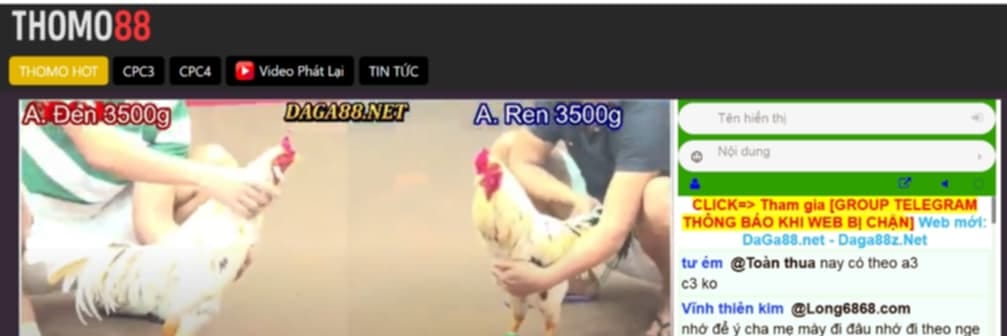 Thomo88 – Đá Gà Đỉnh Cao 
