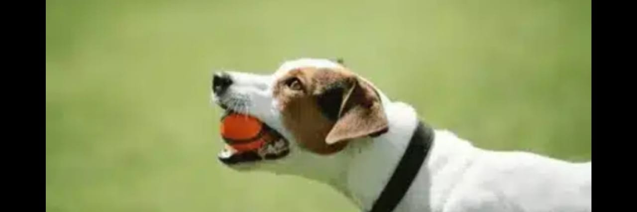 houstonpuppytraining