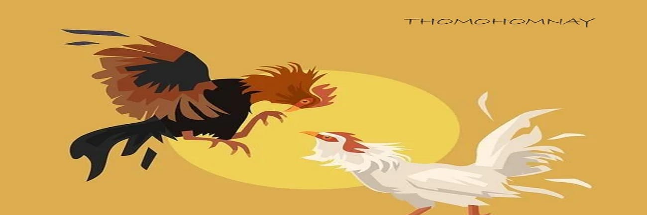 thomohomnay  TRỰC TIẾP ĐÁ GÀ