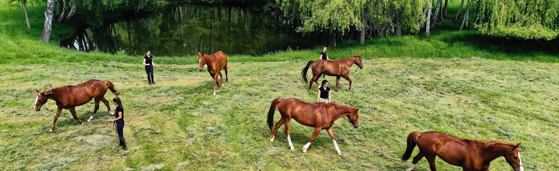 Haras  de la Cense